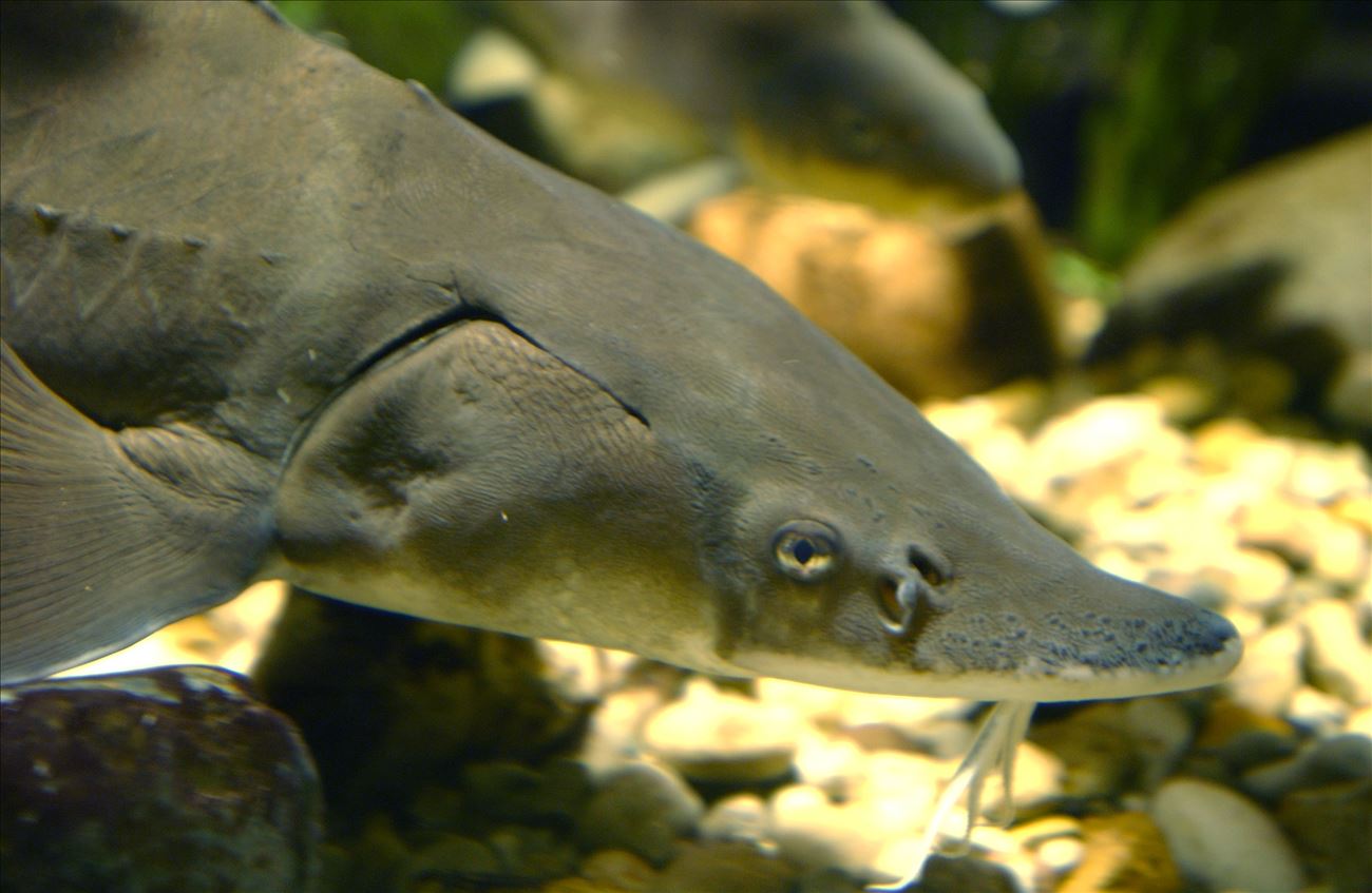 The Ancient and Storied Lake Sturgeon
