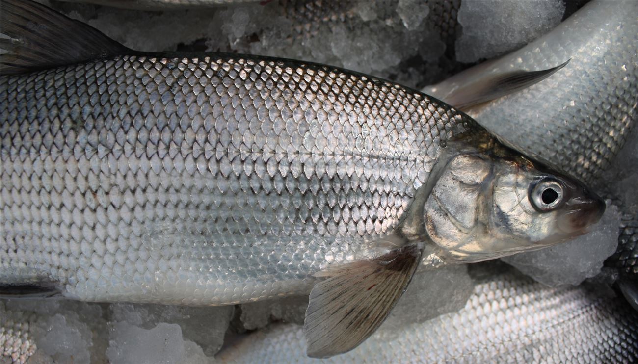 Great Lakes Fisheries Heritage Trail - Great Lakes Fisheries Heritage Trail