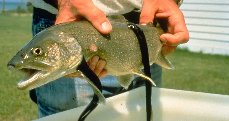Sea lamprey on fish