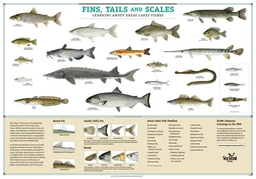 Fins and Scales