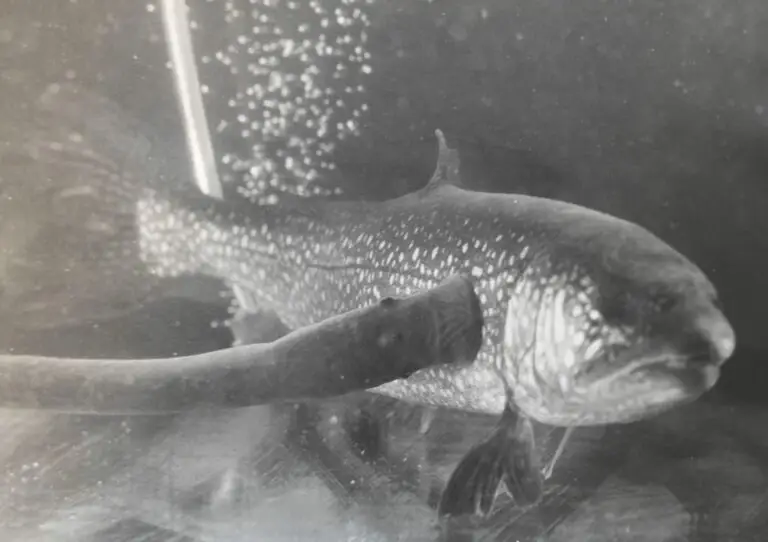 Lamprey on lake trout
