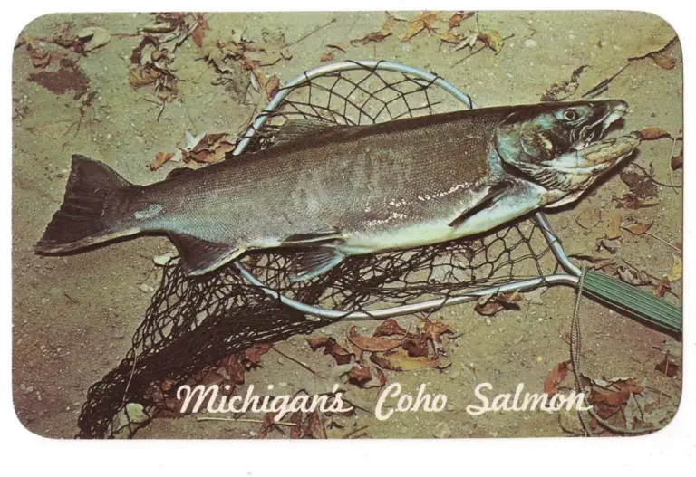 Michigan's Coho Salmon, historic postcard image