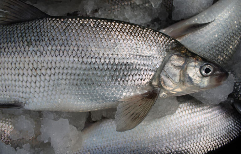 Commercial fishing caught Lake Whitefish from Lake Huron (Michigan Sea Grant)
