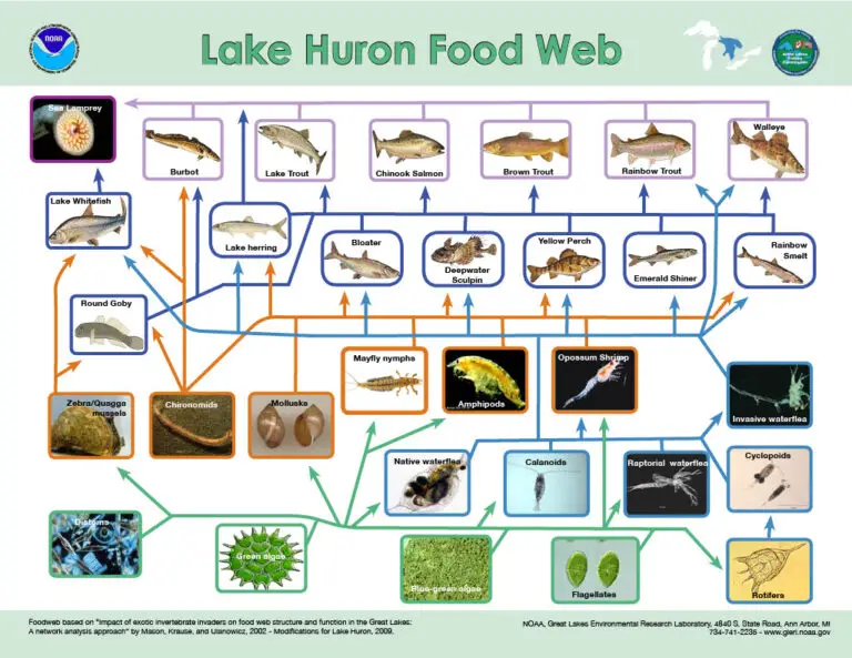 Lake Huron Food Web (NOAA Great Lakes Environmental Research Laboratory)