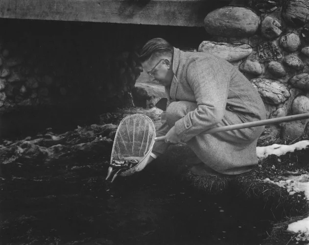 Dr. Howard Tanner stocking salmon smolts