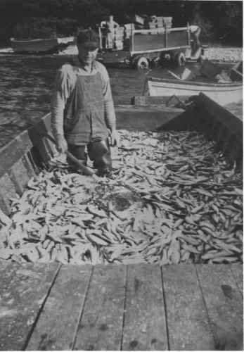 John Anderson unloading herring near Beattie Creek, Menominee County (1942)