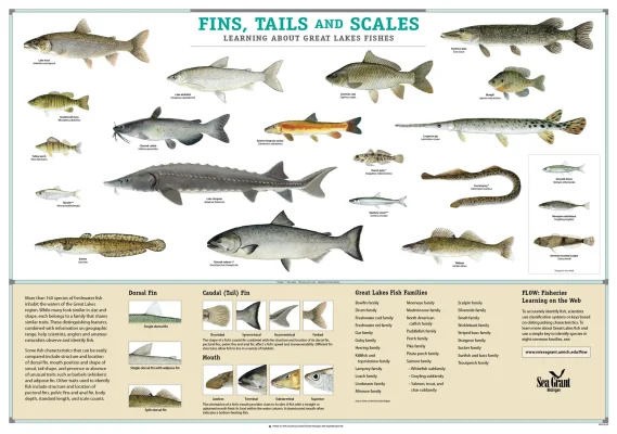 Fins Tails and Scales Fish Identification poster (Michigan Sea Grant)