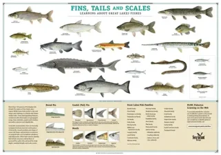 Fins and Scales