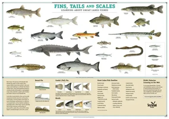 Fins and Scales